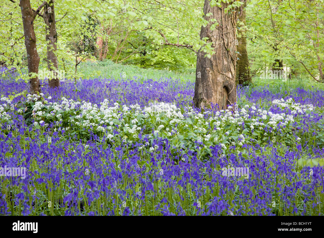 Bluebells und Buchenholz, Cornwall, UK Stockfoto