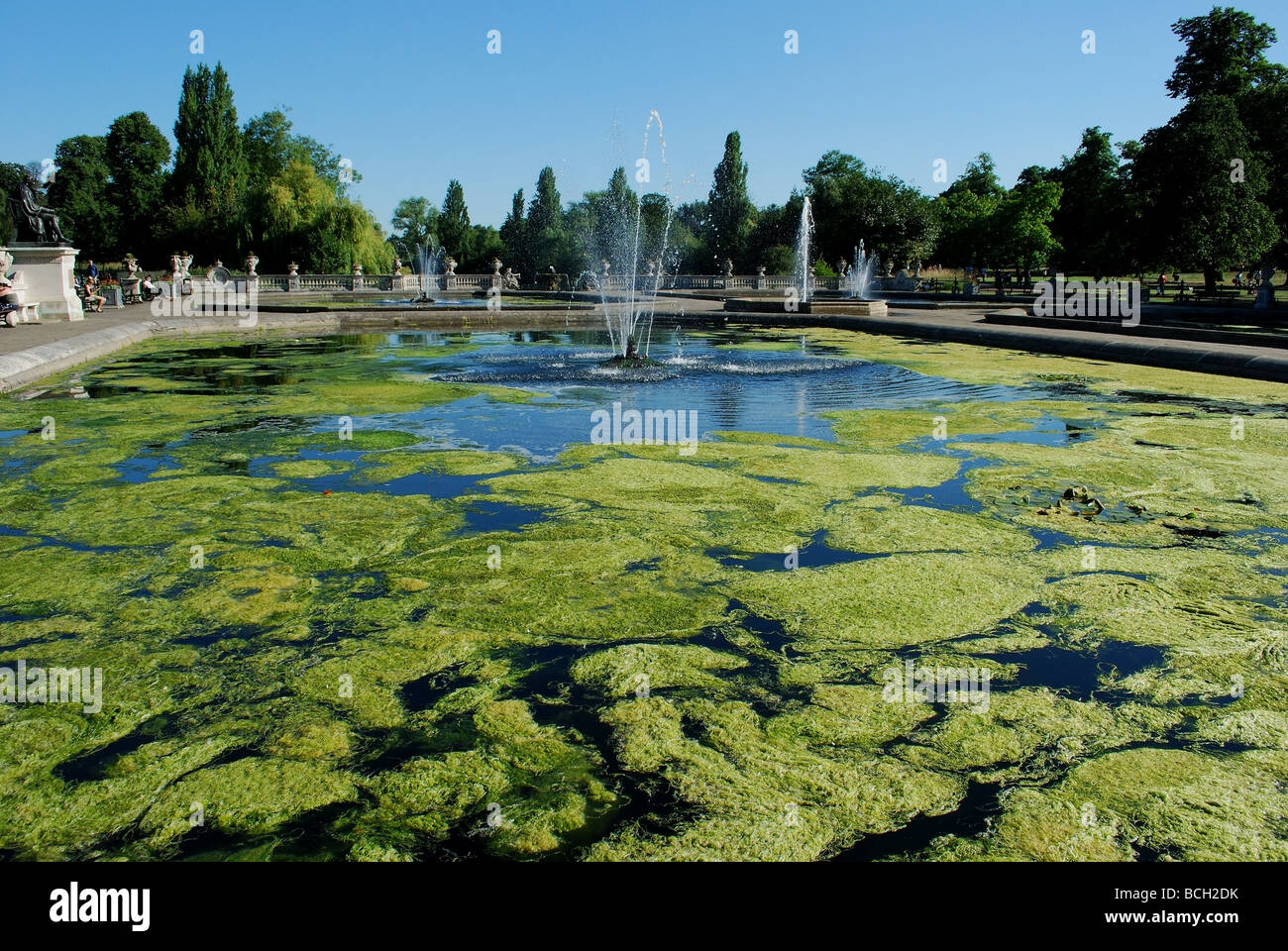 Teich mit Algen im Hyde Park, London Stockfoto