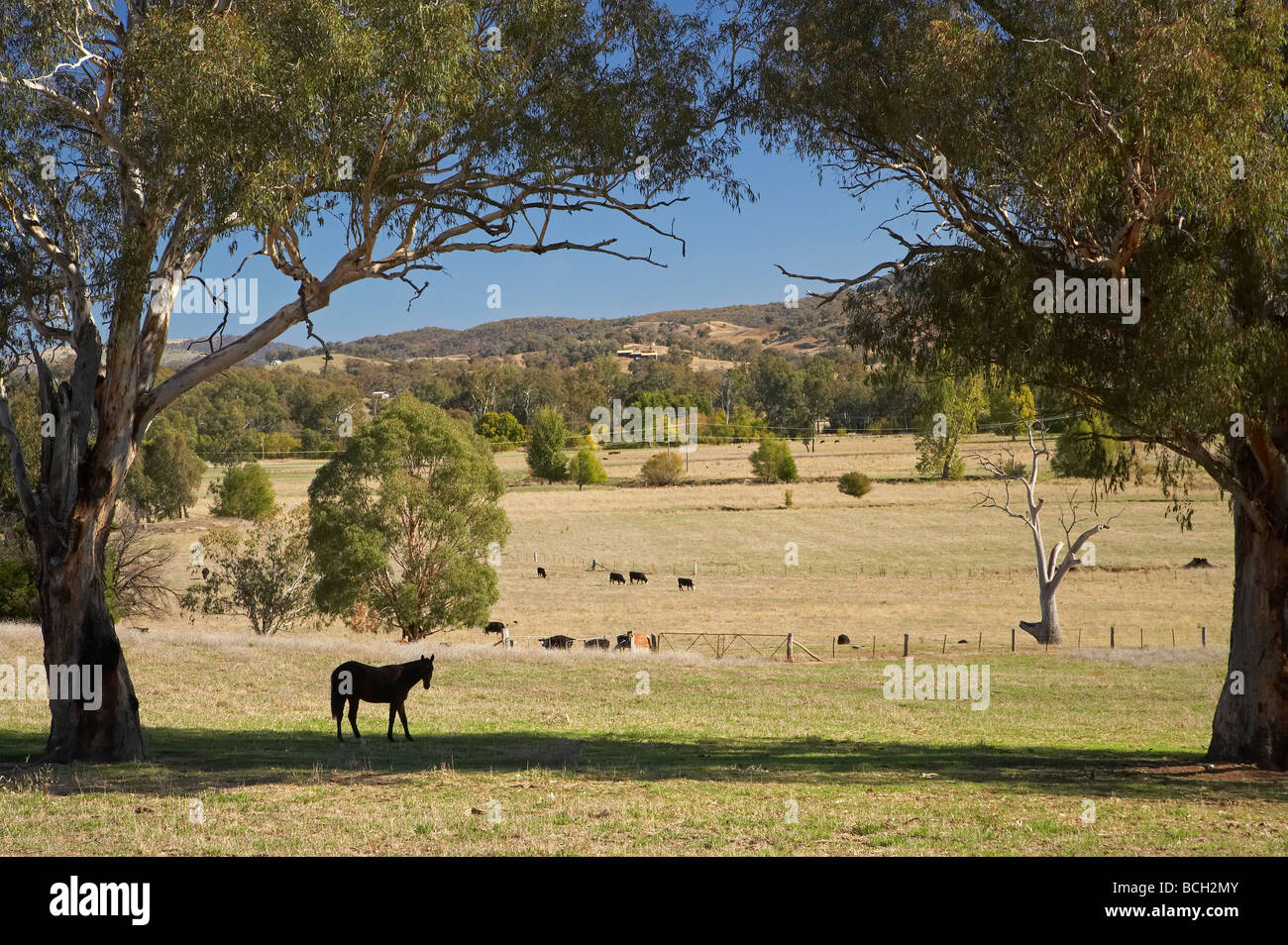 Pferd und Felder in der Nähe von Tumut südlichen New South Wales Australien Stockfoto