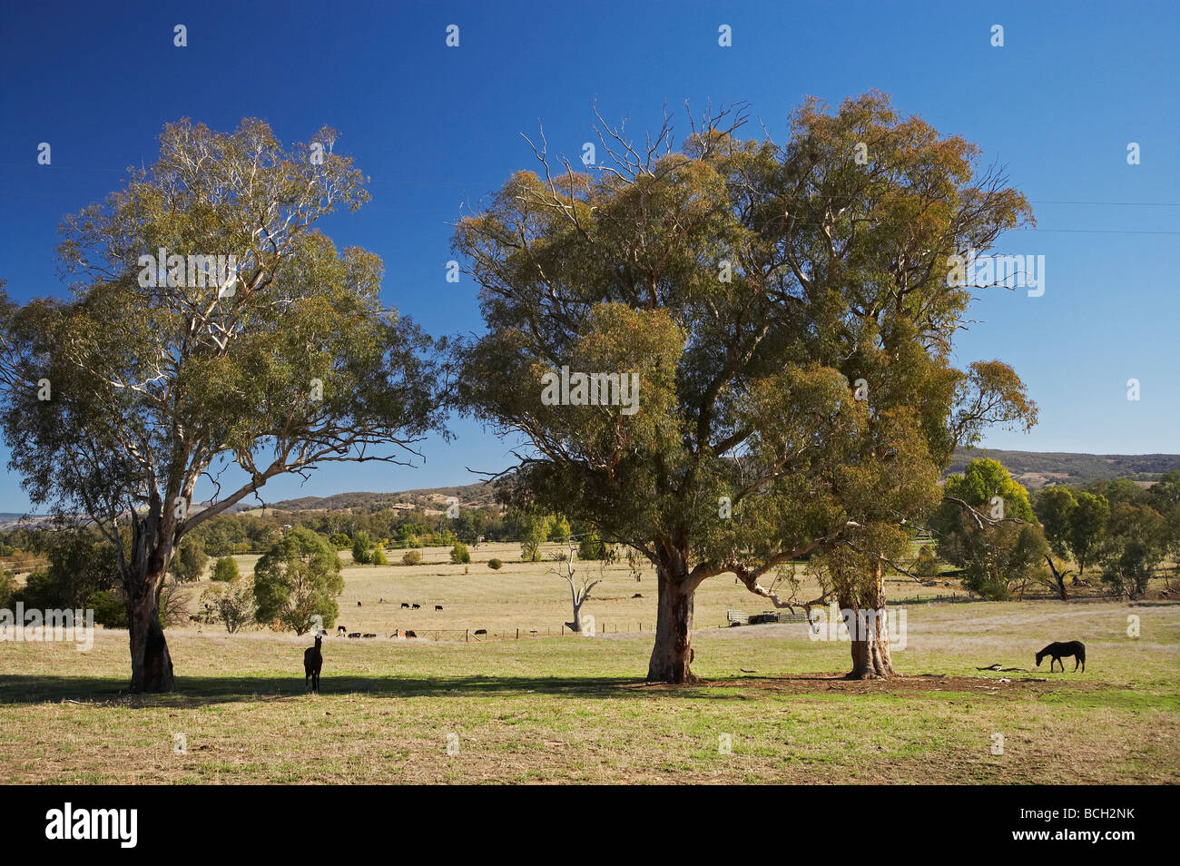 Pferd und Felder in der Nähe von Tumut südlichen New South Wales Australien Stockfoto