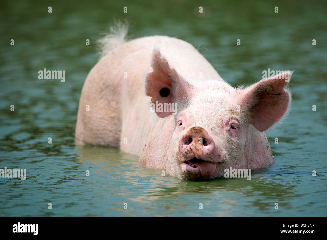 Ein großen Schwein steckt seine Zunge während der Abkühlung in einem Teich an einem heißen Sommertag. Stockfoto