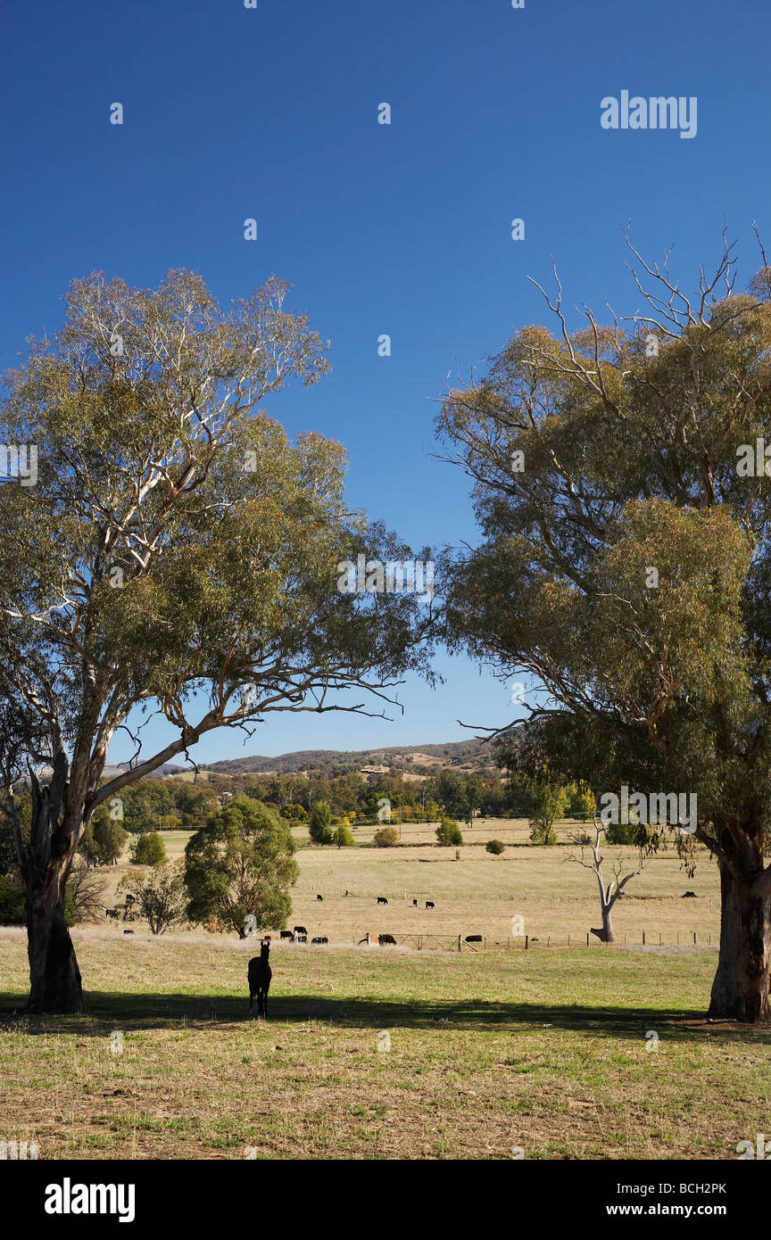Pferd und Felder in der Nähe von Tumut südlichen New South Wales Australien Stockfoto
