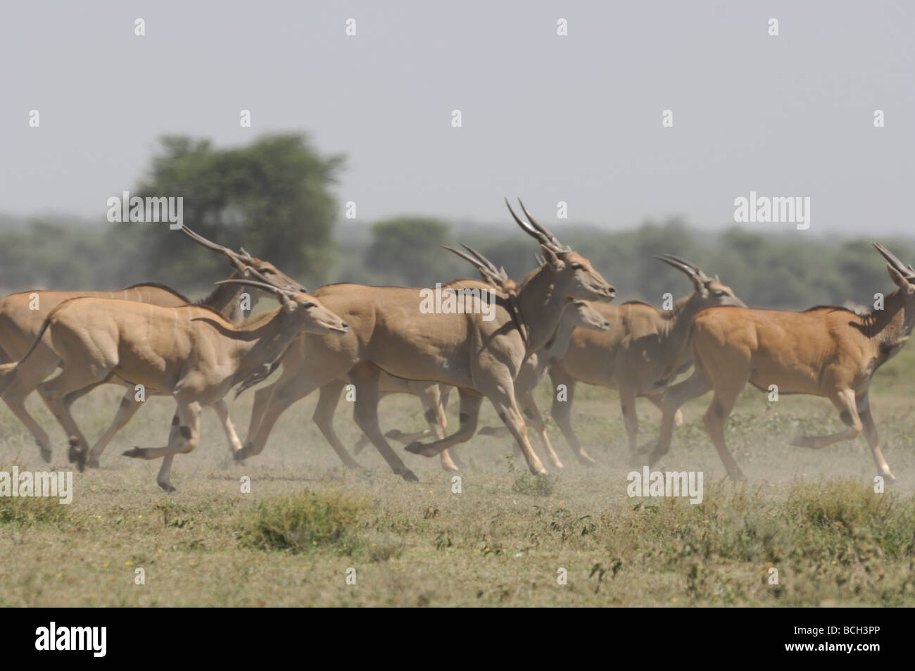 Stock Foto einer Herde Eland Ndutu Wald, Tansania, Februar 2009 laufen. Stockfoto