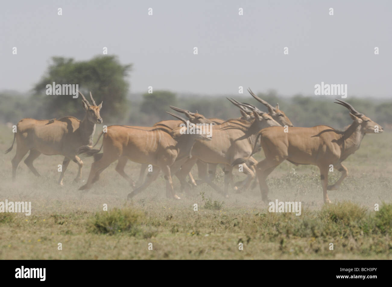 Stock Foto einer Herde Eland Ndutu Wald, Tansania, Februar 2009 laufen. Stockfoto