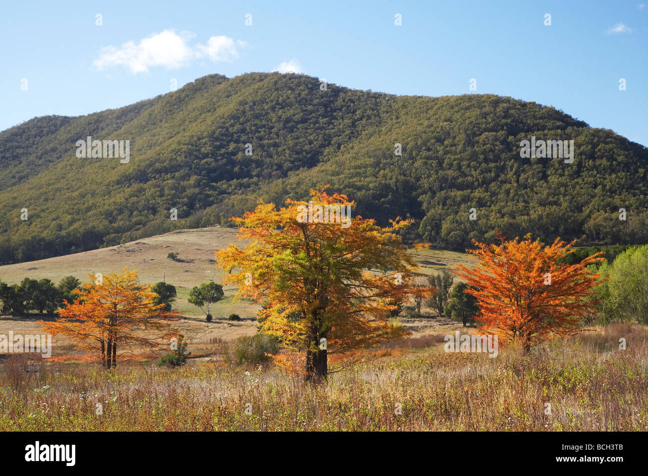 Herbst Farbe Talbingo Snowy Mountains, New South Wales Australien Stockfoto