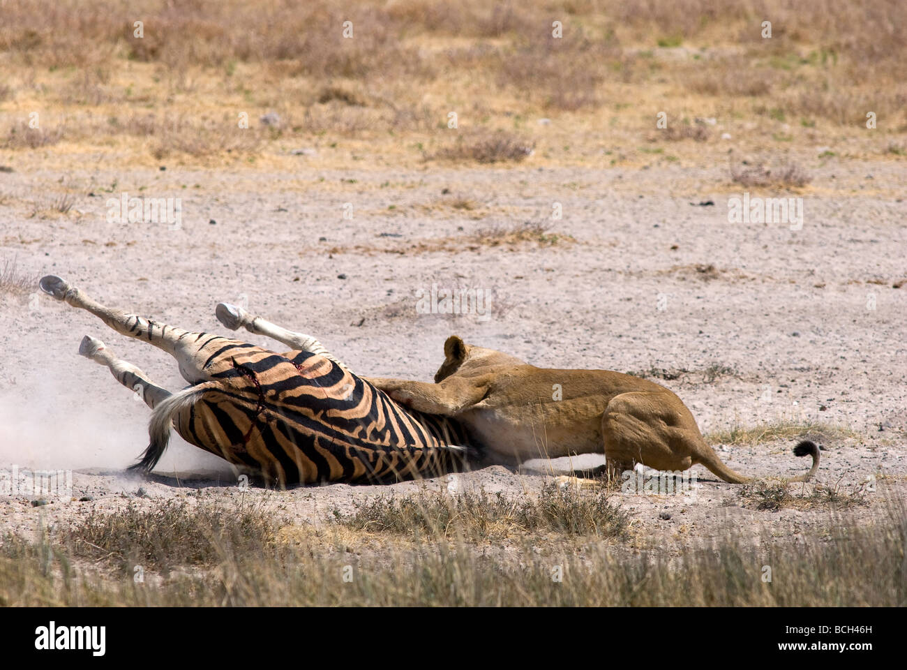 Lionness, die Tötung eines Zebras am Wasserloch Salvadora, Etosha Nationalpark, Namibia Stockfoto