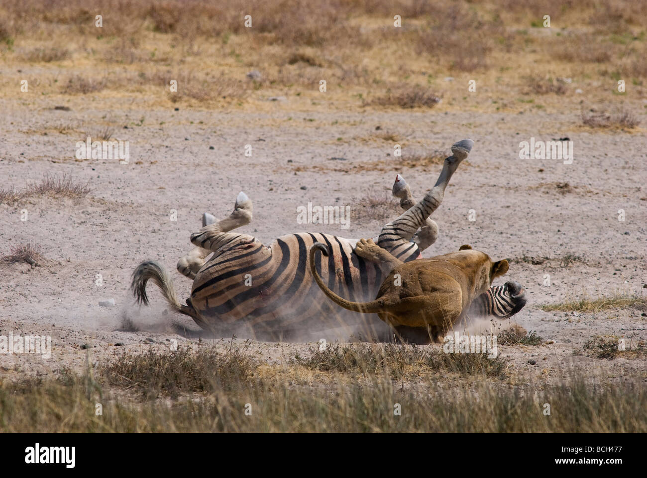 Lionness (Panthera leo) tötete ein Zebra auf dem Wasserloch Salvadora im Etosha National Park, Namibia Stockfoto