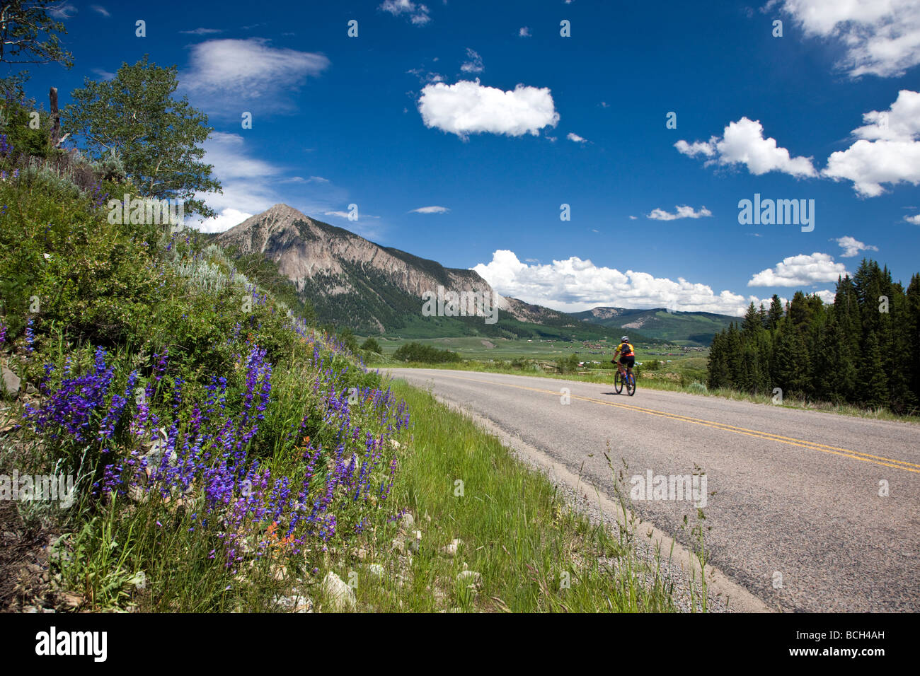 Lupine Lupinus Polyphyllus Wildblumen wachsen entlang der Straße in der Nähe von Haubenmeise Butte Colorado USA Haubenmeise Butte Mountain Stockfoto