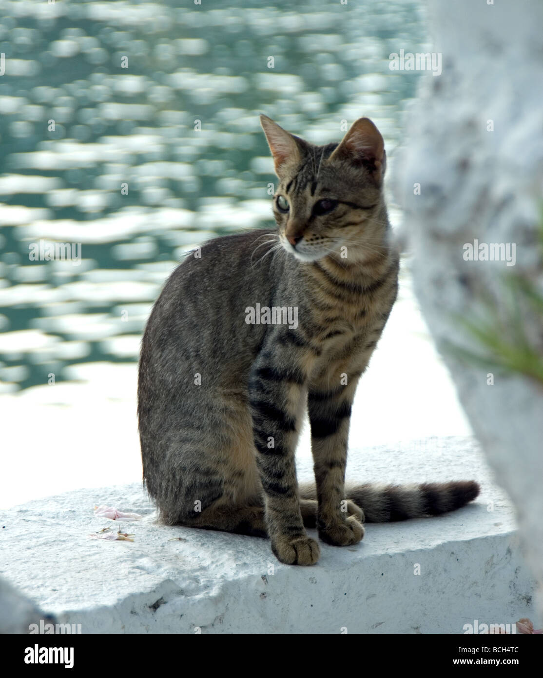 Griechischen Katze Stockfoto