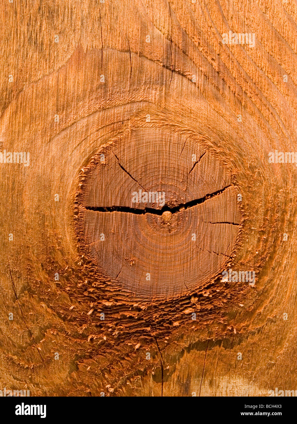 Holzmaserung Knoten Stockfoto