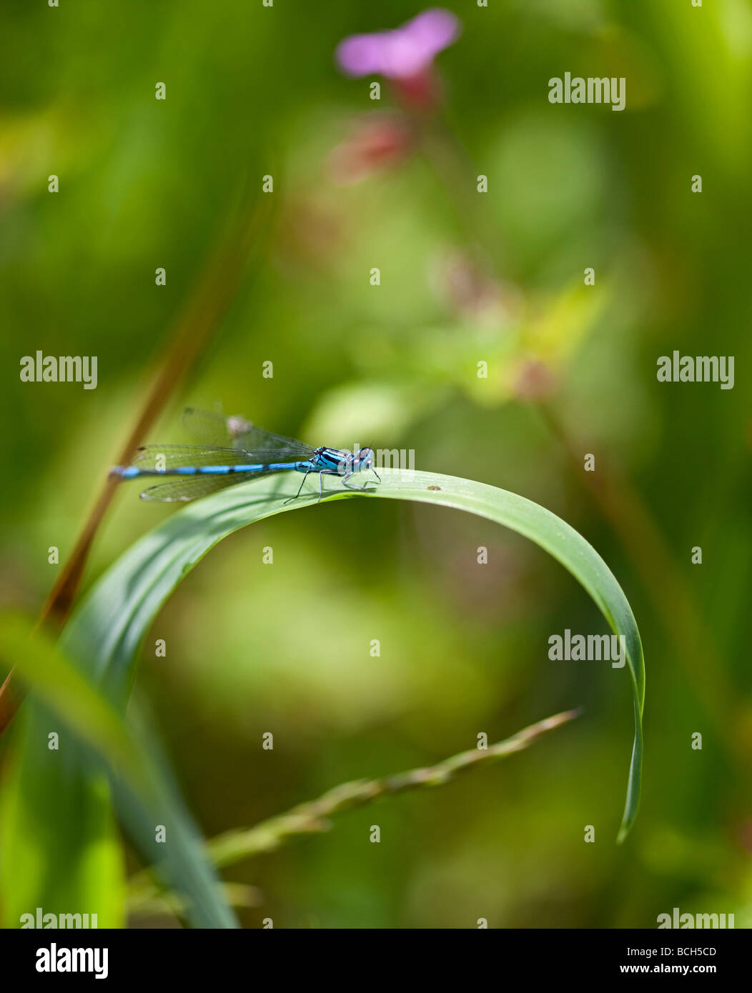 Damselfly auf einem Grashalm Stockfoto