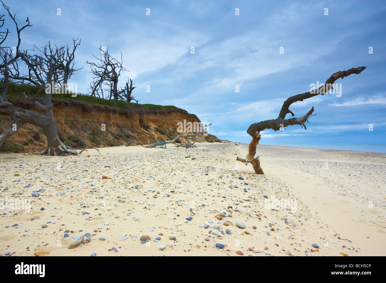 Die Suffolk Küste zwischen Easton Bavents nahe Southwold und Covehithe zeigen tote Bäume von der Klippe Easton Holz Stockfoto