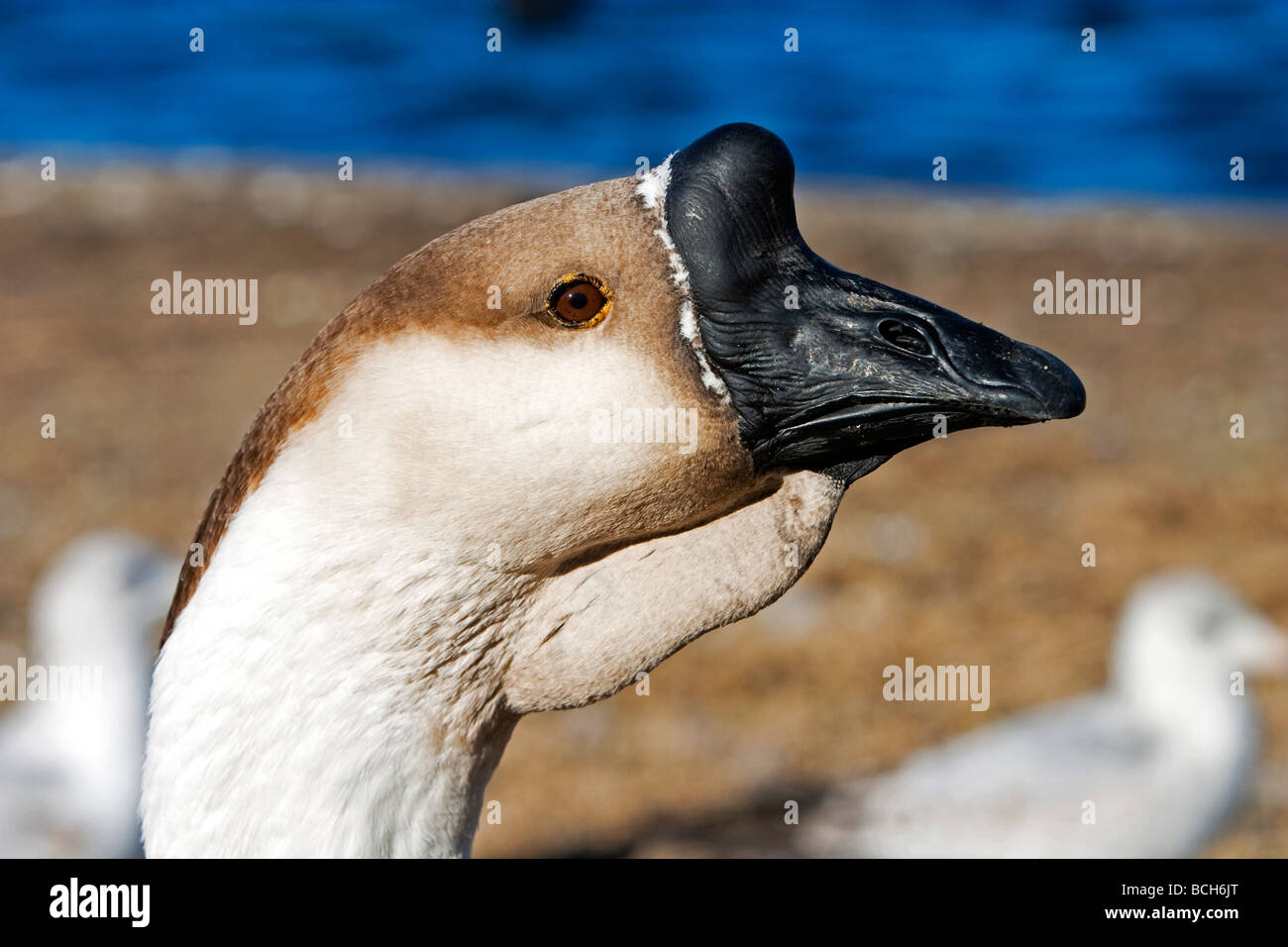 Chinesische Gans Schwan Gans Anser cygnoides Stockfoto