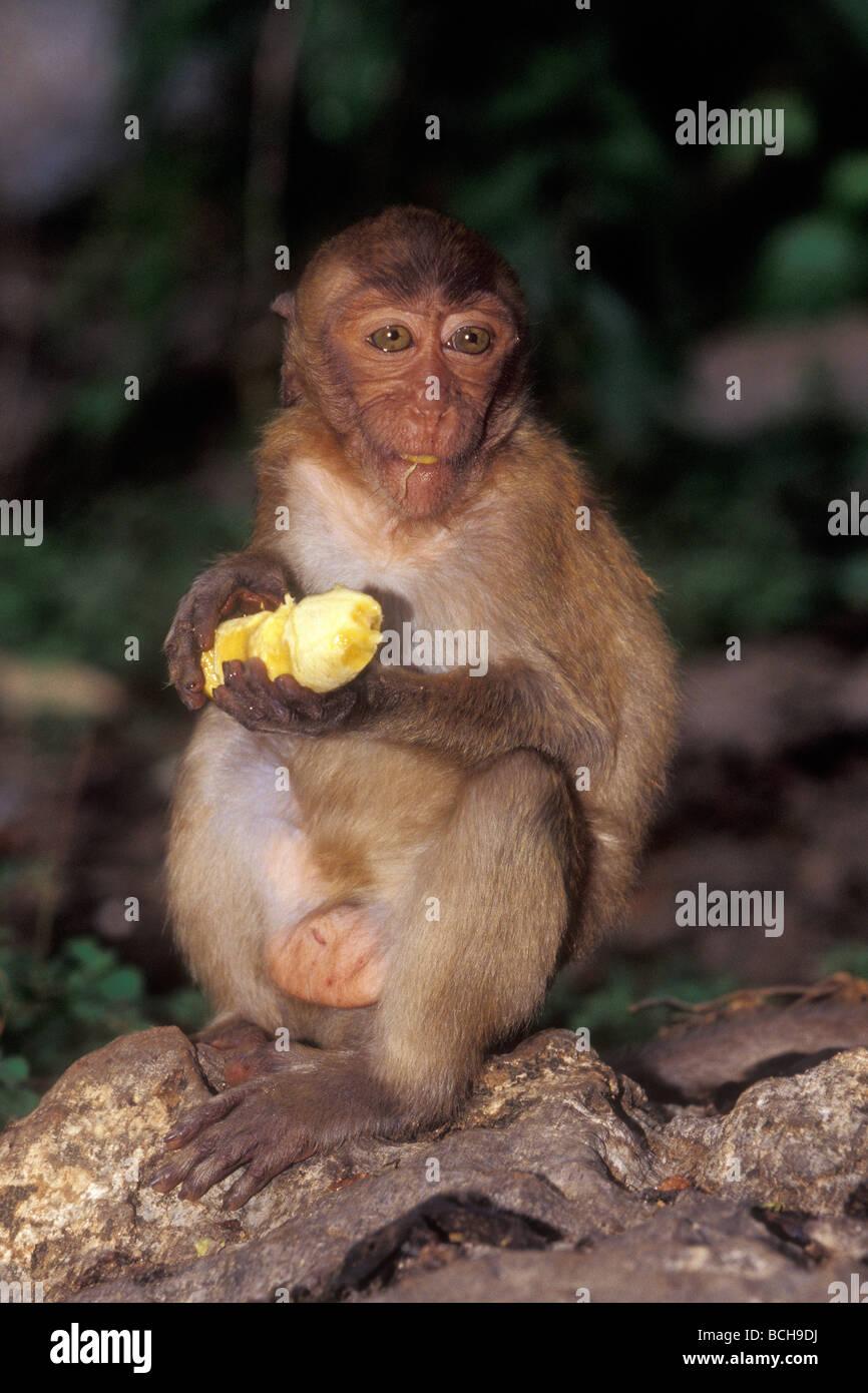 Lange tailed Macaque Krabben essen Makaken Macaca Fascicularis Thailand Stockfoto