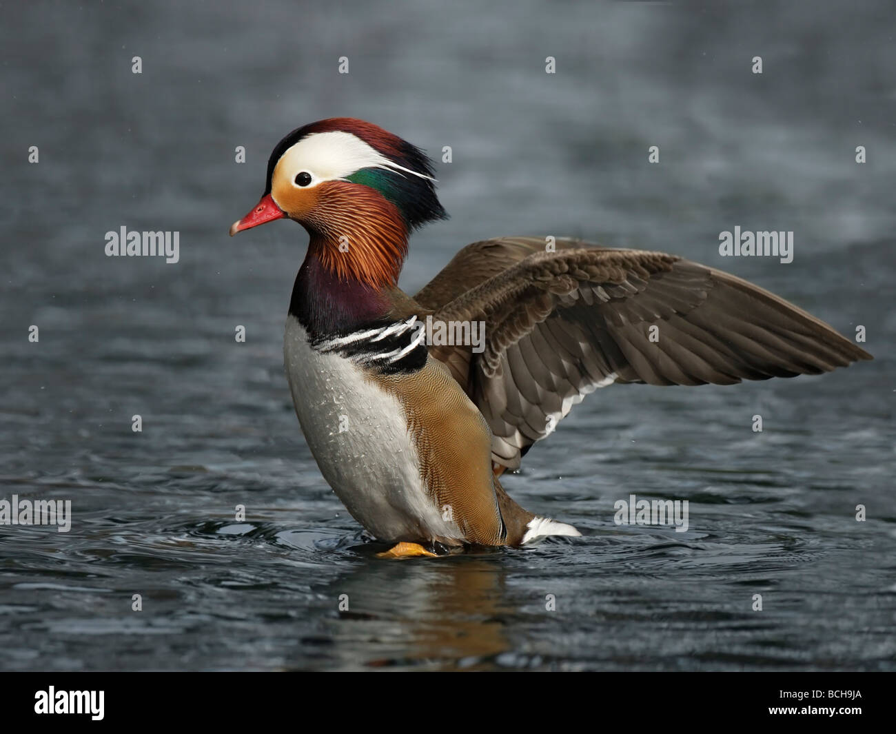 Mandarin Ente, Aix Galericulata, männliche Stand auf dem Wasser mit Flügel gestreckt Stockfoto