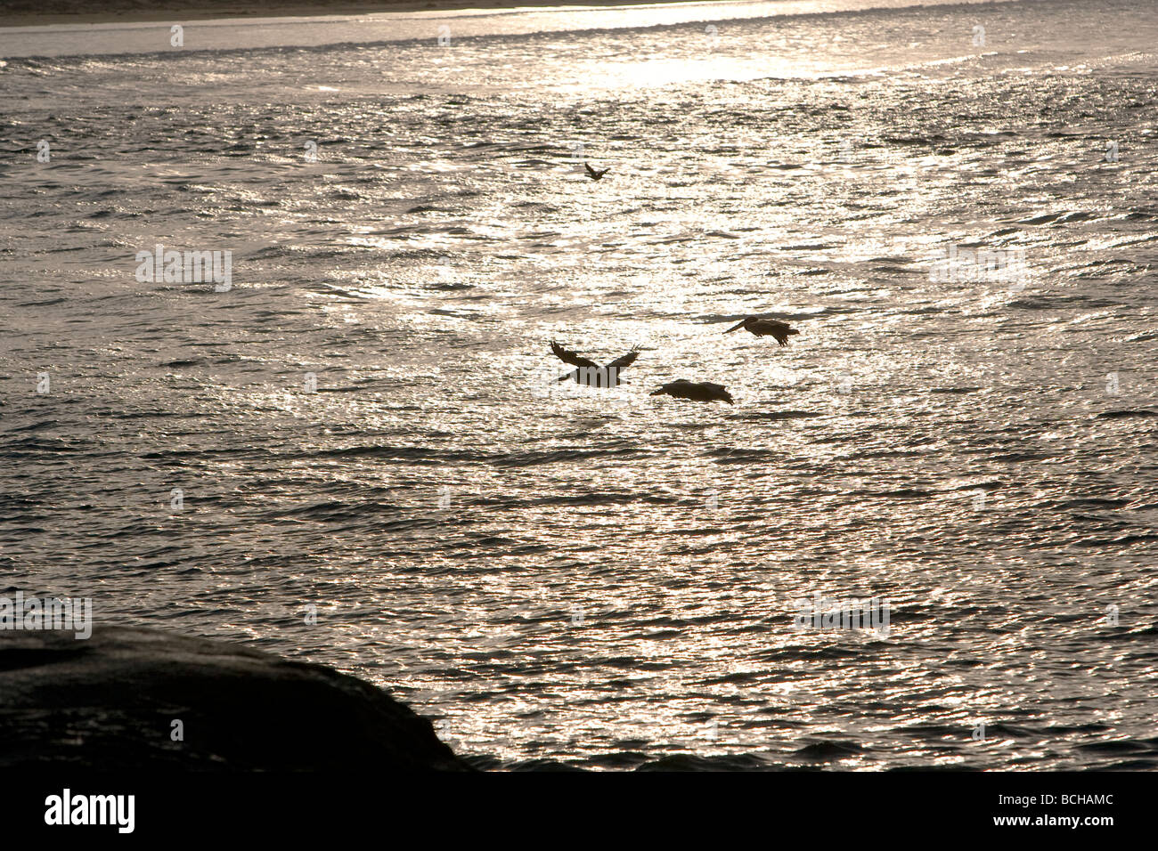 Braune Pelikane Pelecanus Occidentalis im Flug Stockfoto