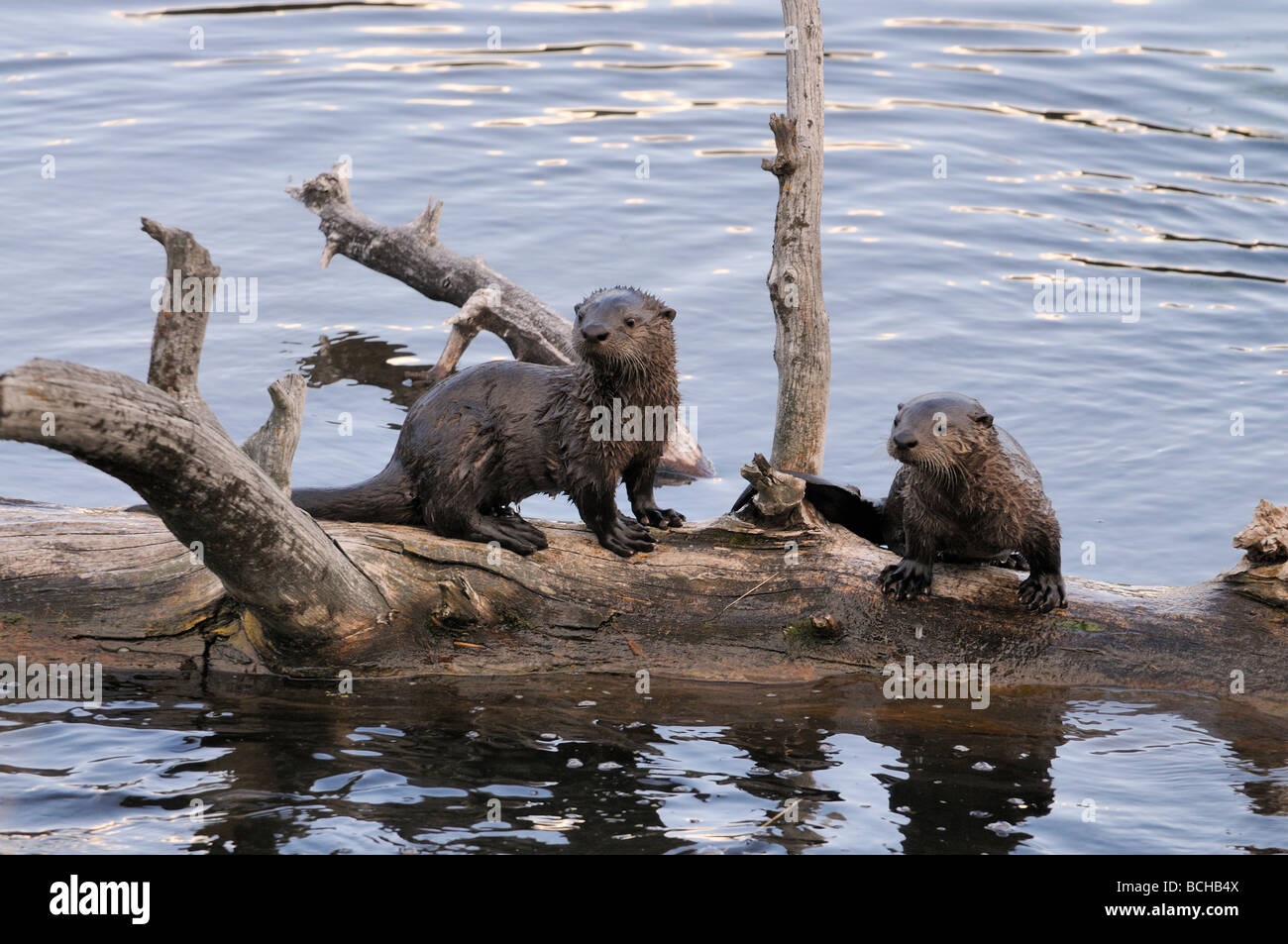 Stock Foto von zwei Fischotter Welpen sitzen auf einem Baumstamm in einem See, Yellowstone National Park, Montana, 2009. Stockfoto