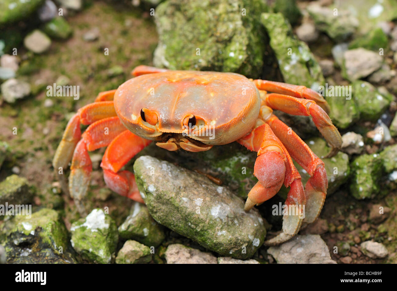 Endemische Malpelo Landkrabben Johngarthia Malpilensis Malpelo Insel