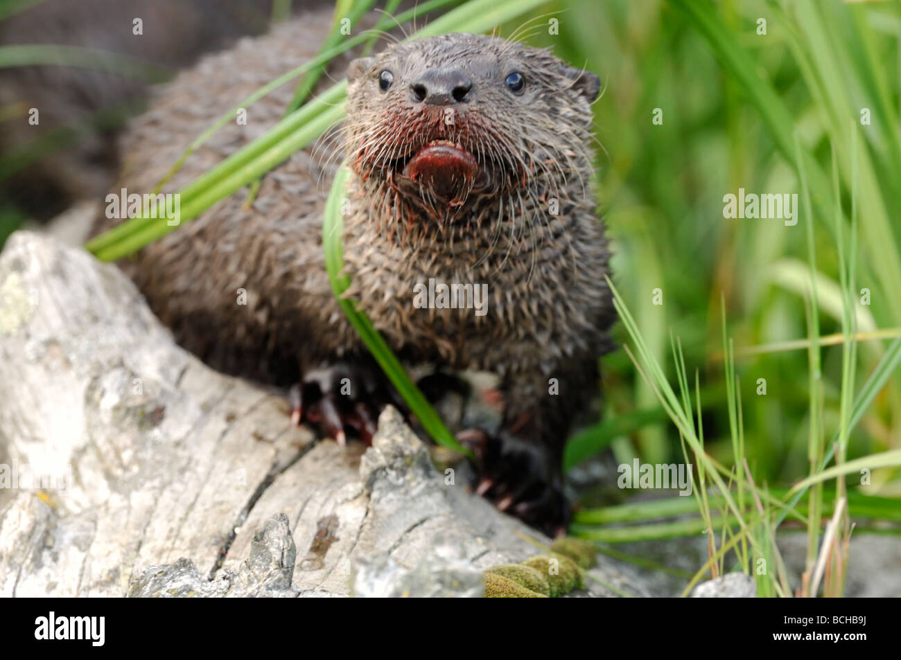 Stock Foto von einem junge Fischotter mit einem blutigen Maulkorb aus Essen eine Forelle, Yellowstone-Nationalpark, 2009. Stockfoto