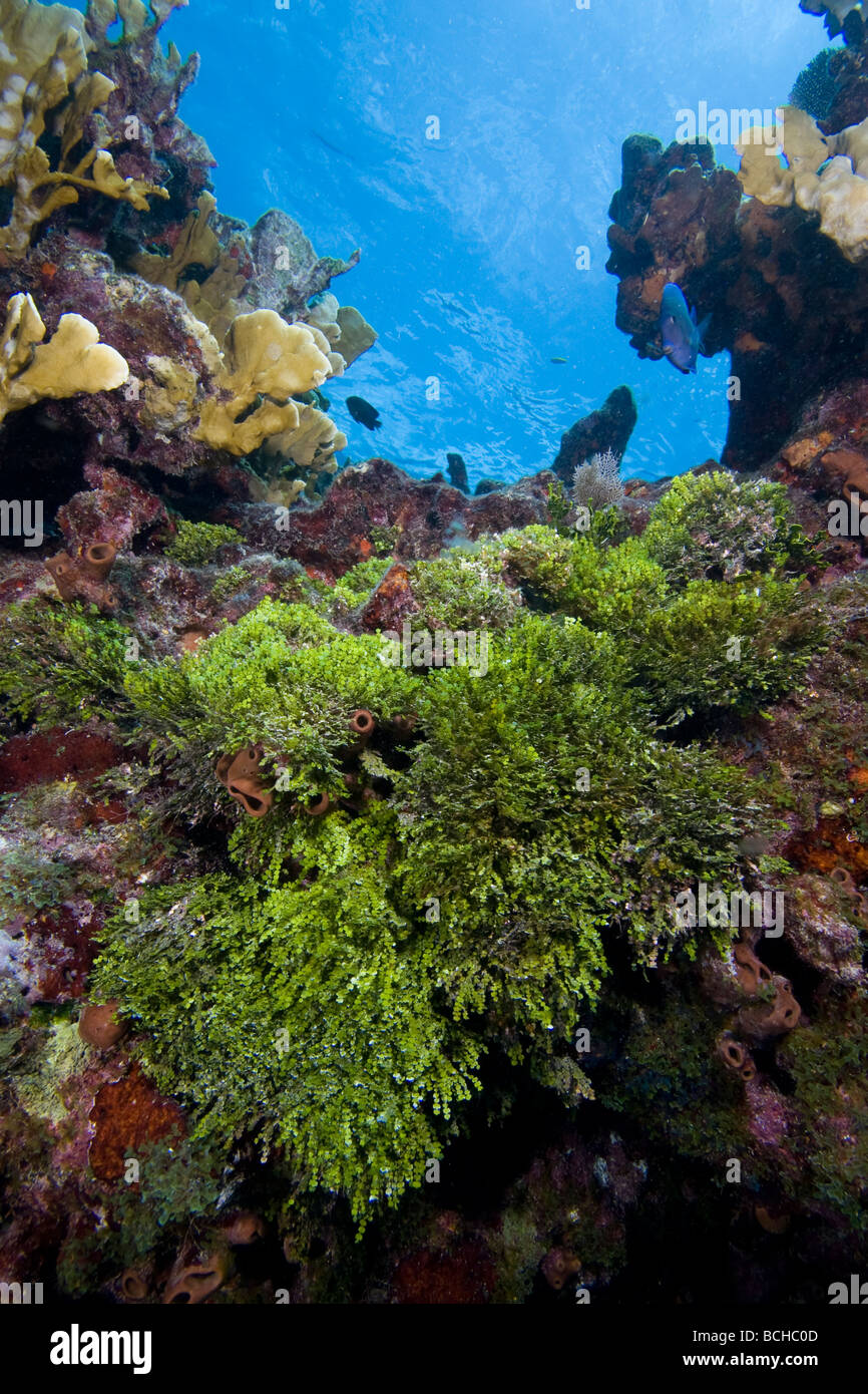 Grüne Algen am Korallenriff Halimeda Florida Keys Florida USA Stockfoto