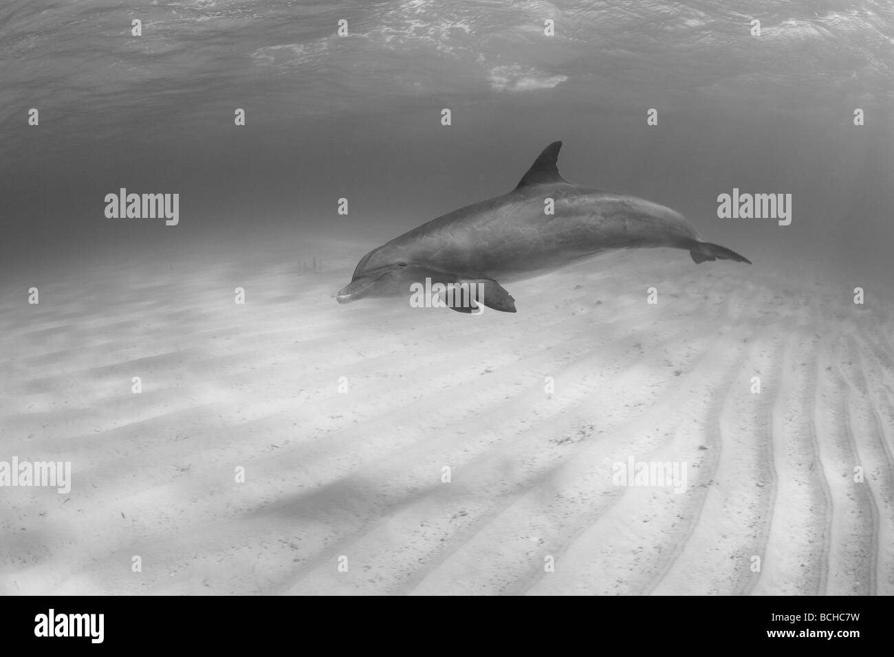 Bottlenose Dolphin Tursiops Truncatus Providenciales karibische Meer Atlantik Turks- und Caicosinseln Stockfoto