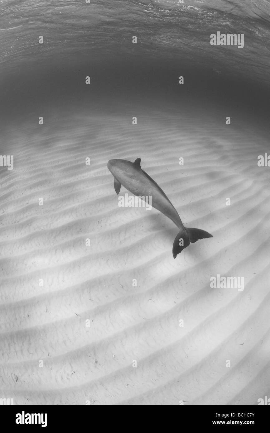 Bottlenose Dolphin Tursiops Truncatus Providenciales karibische Meer Atlantik Turks- und Caicosinseln Stockfoto