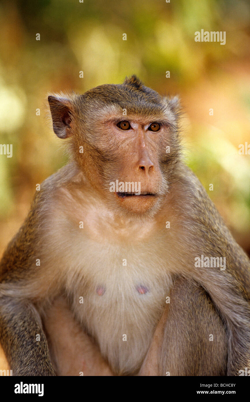 Lange tailed Macaque Macaca Fascicularis Kanchanaburi Thailand Stockfoto