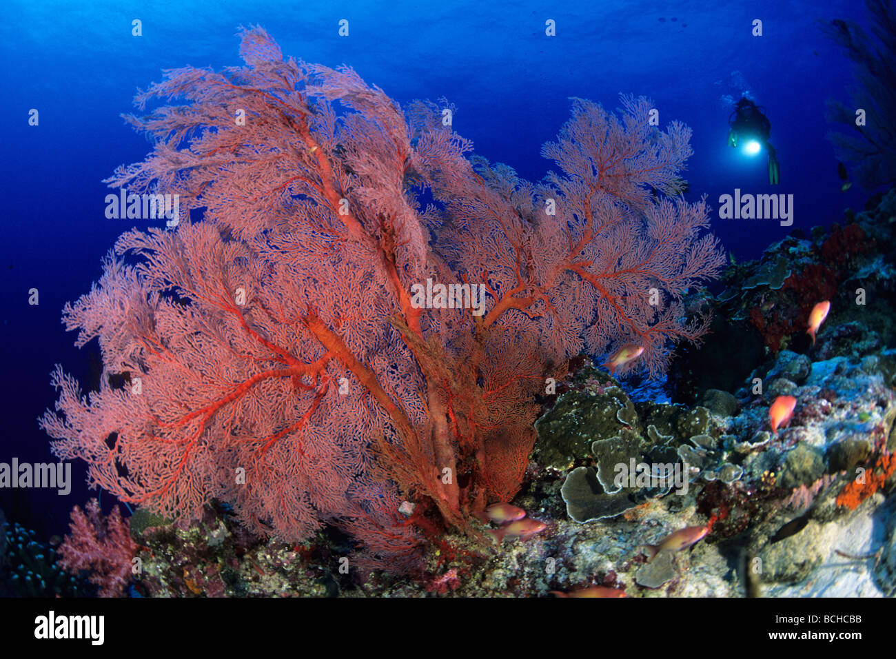Rote Gorgonien Fan und Scuba Diver Melithaea spec Similan Inseln Andaman Sea-Thailand Stockfoto