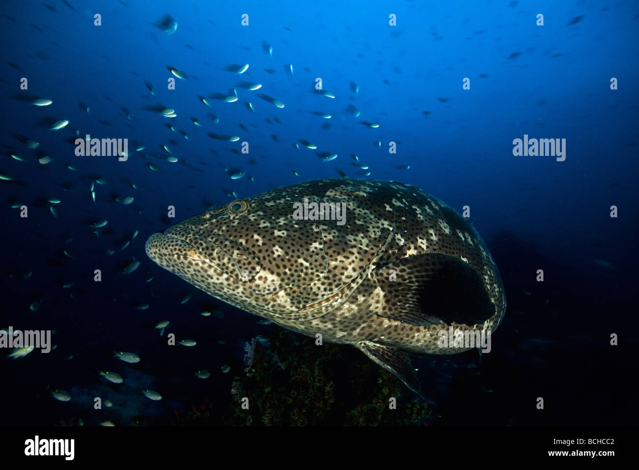 Brown spotted Zackenbarsch Epinephelus Coioides Similan Inseln Andaman Sea-Thailand Stockfoto