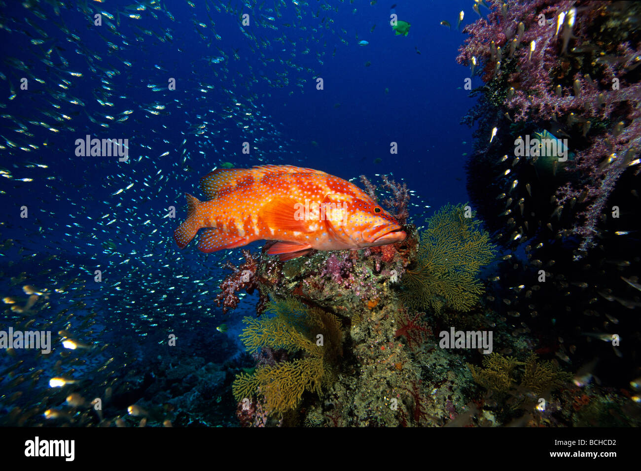 Koralle Rockcod am Riff Cephalopholis Miniata Similan Inseln Andaman Sea-Thailand Stockfoto