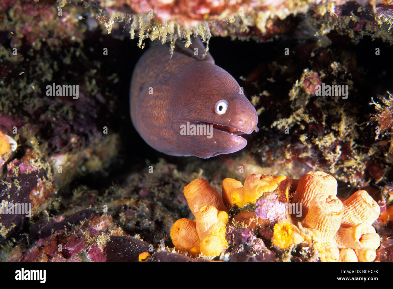 Weiß Auge Moray Siderea Thyrsoidea Similan Inseln Andaman Sea-Thailand Stockfoto