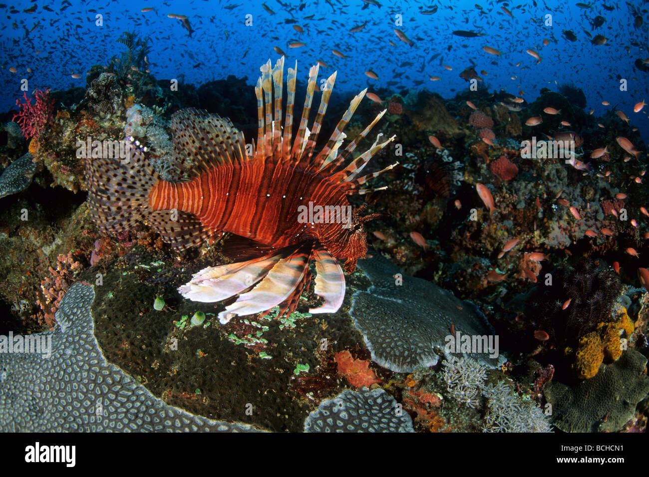 Rotfeuerfisch am Korallenriff Pterois Volitans Komodo National Park kleinen Sunda-Inseln Indo Pacific Indonesia Stockfoto