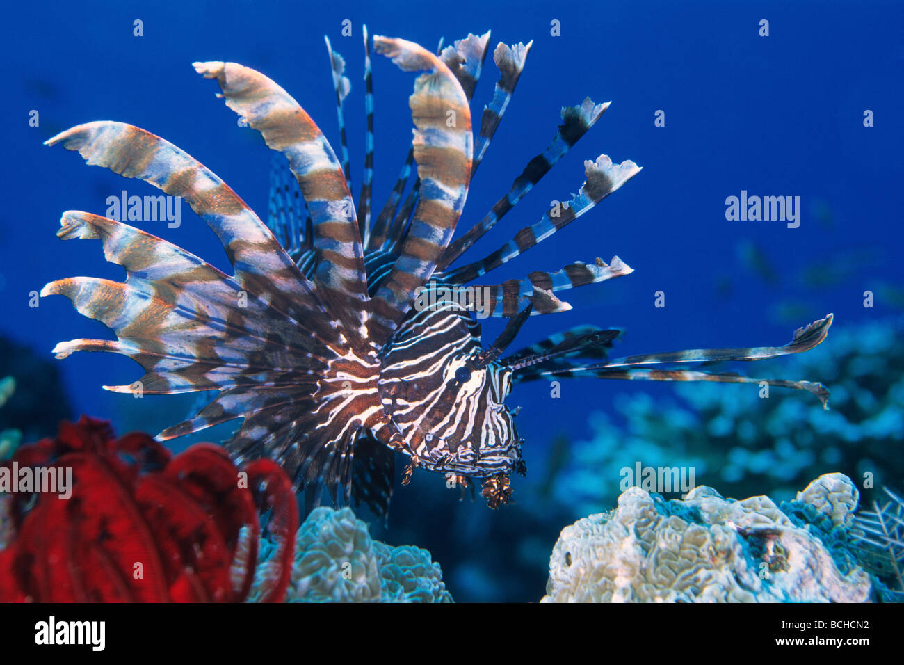 Rotfeuerfisch am Korallenriff Pterois Volitans Komodo National Park kleinen Sunda-Inseln Indo Pacific Indonesia Stockfoto