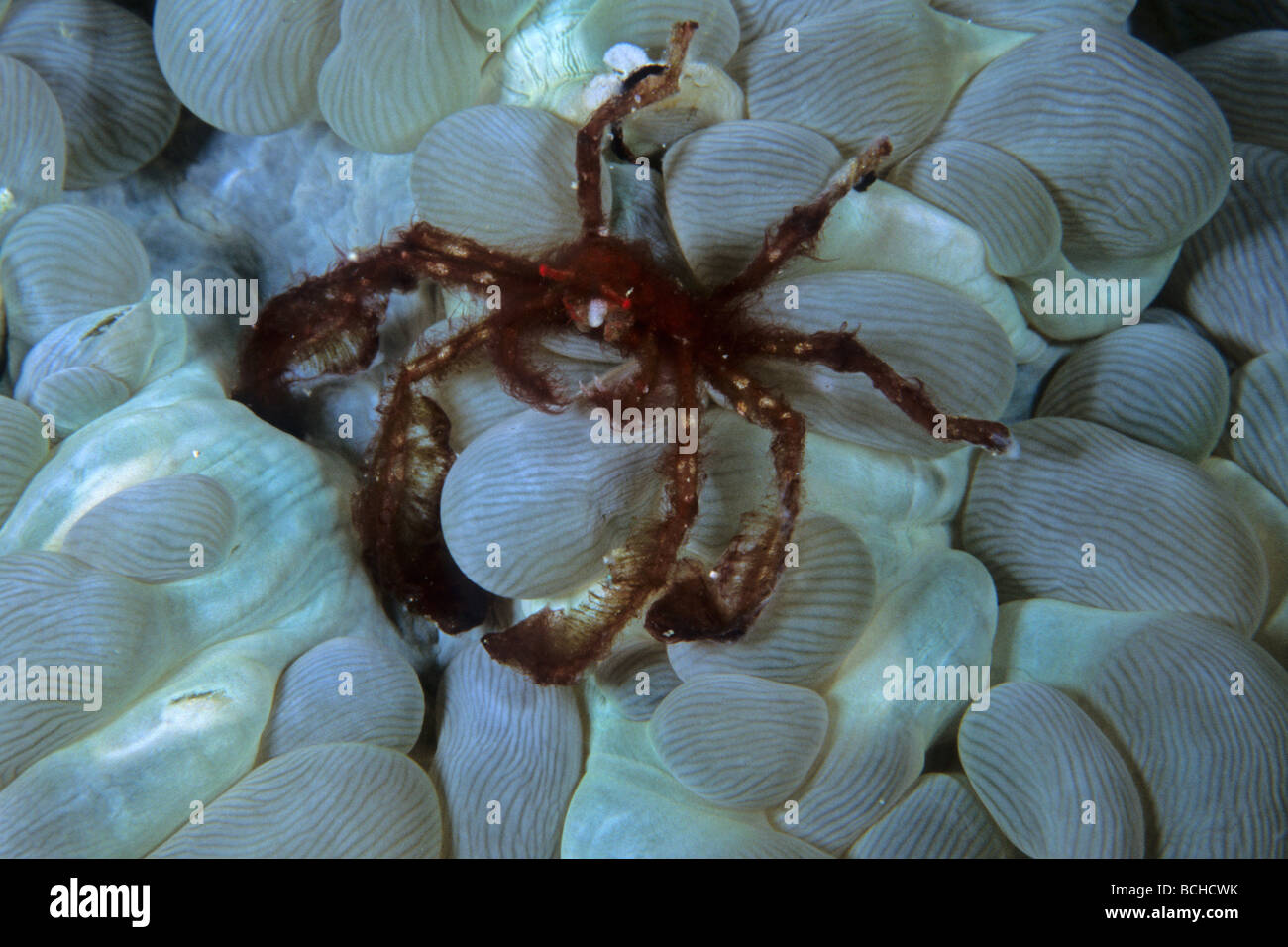 Orang Utan Krabbe in Bubble Coral Achaeus Japonicus Plerogyra Sinuosa Komodo National Park kleinen Sunda-Inseln Indonesien Stockfoto