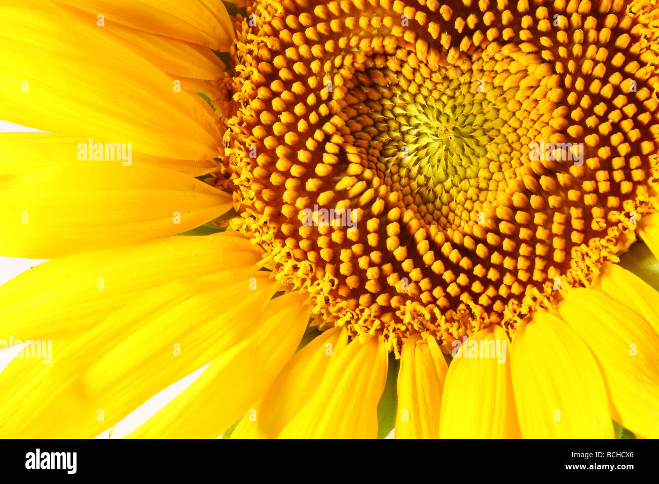 Staubblätter in Form von Herzen auf eine Sonnenblume Stockfoto