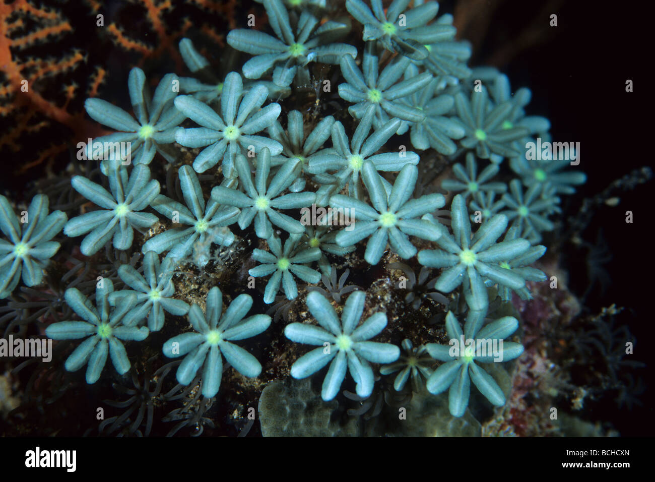 Polypen des Organ Pipe Coral Tubipora Musica Komodo National Park kleinen Sunda-Inseln Indo Pacific Indonesia Stockfoto