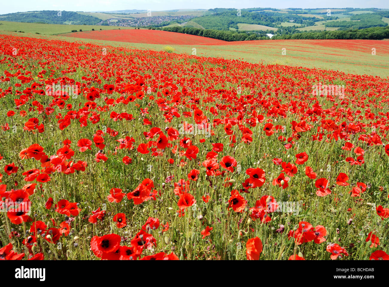 Ein Feld von Mohn in Blüte Stockfoto