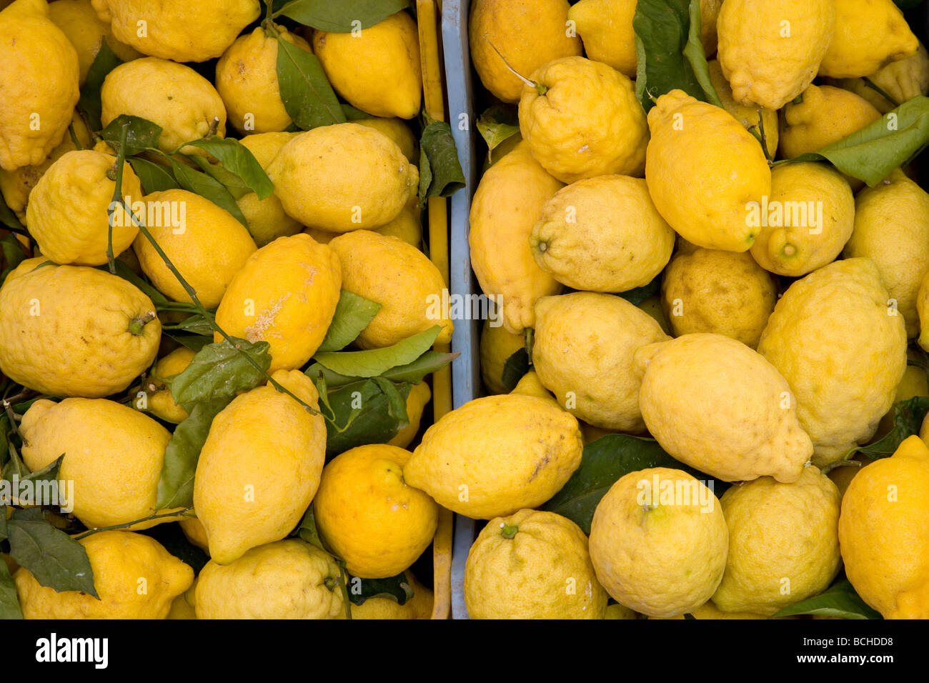 Zitronen von Amalfi Küste Massa Lubrense Sorrentinische Halbinsel Kampanien Thyrrhenian Meer Mittelmeer Italien Stockfoto