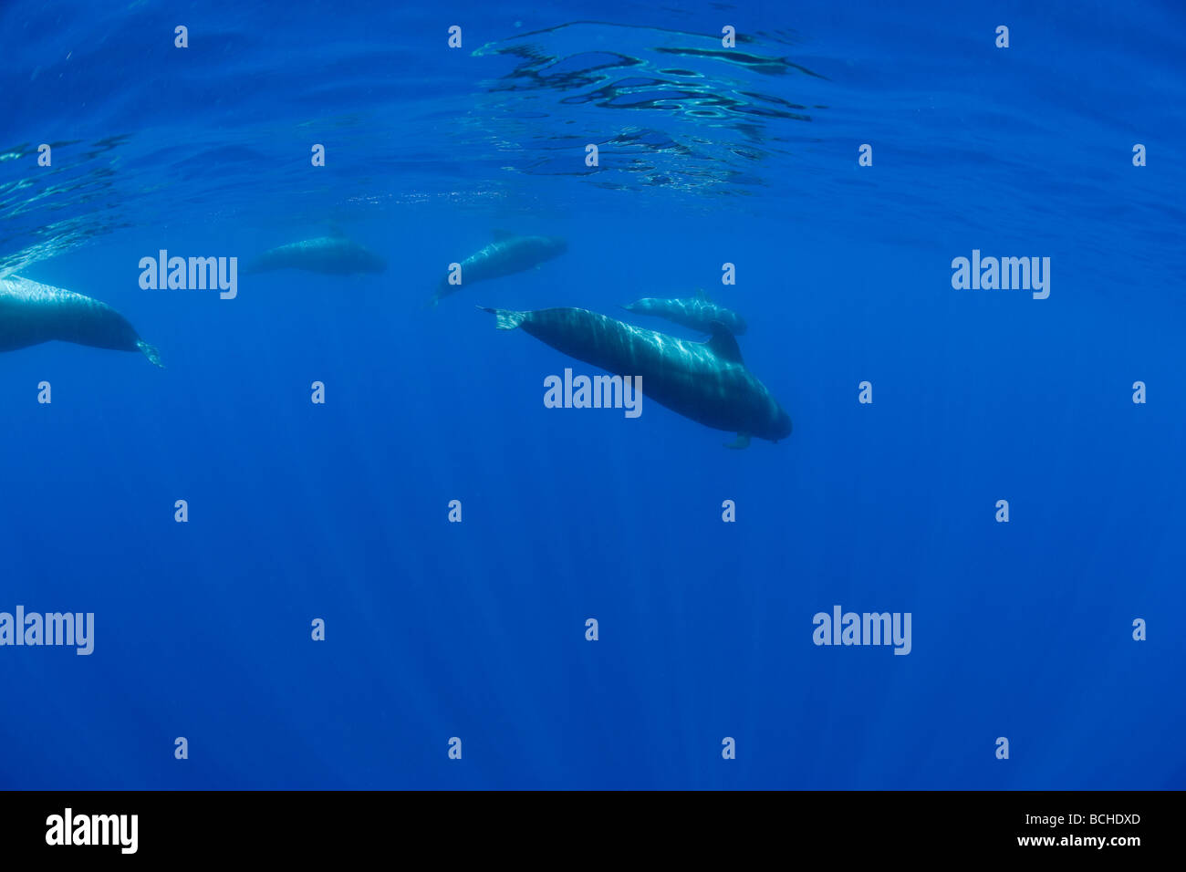 Familie von kurzen gerippten Grindwale Globicephala Melas Pico Island Azoren Atlantik-Portugal Stockfoto