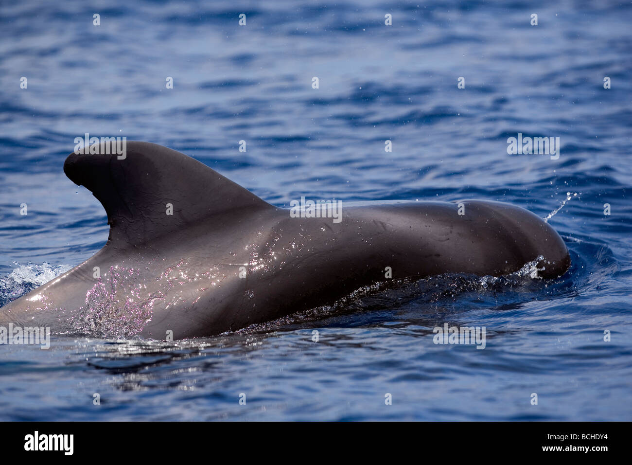 Rückenflosse Pilotwal Globicephala Melas Pico Island Azoren Atlantik-Portugal Stockfoto