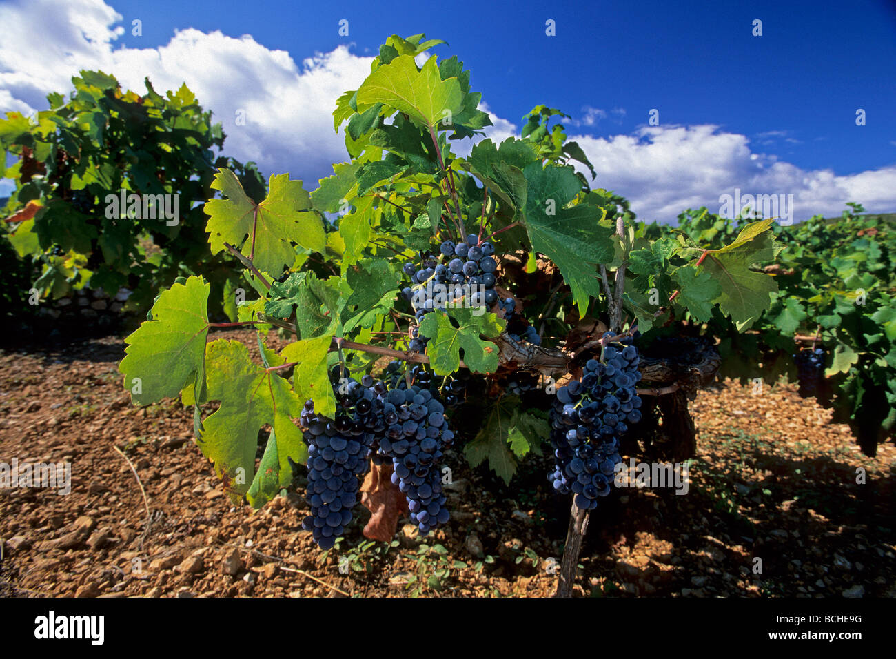 Weinkultur auf Insel Vis Dalmatien Adria Kroatien Stockfoto