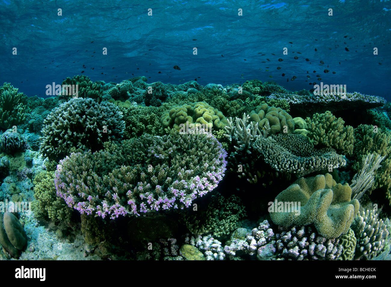 Seichten Korallenriff mit Steinkorallen Acropora sp Wakatobi Celebes Indopazifik Indonesien Stockfoto