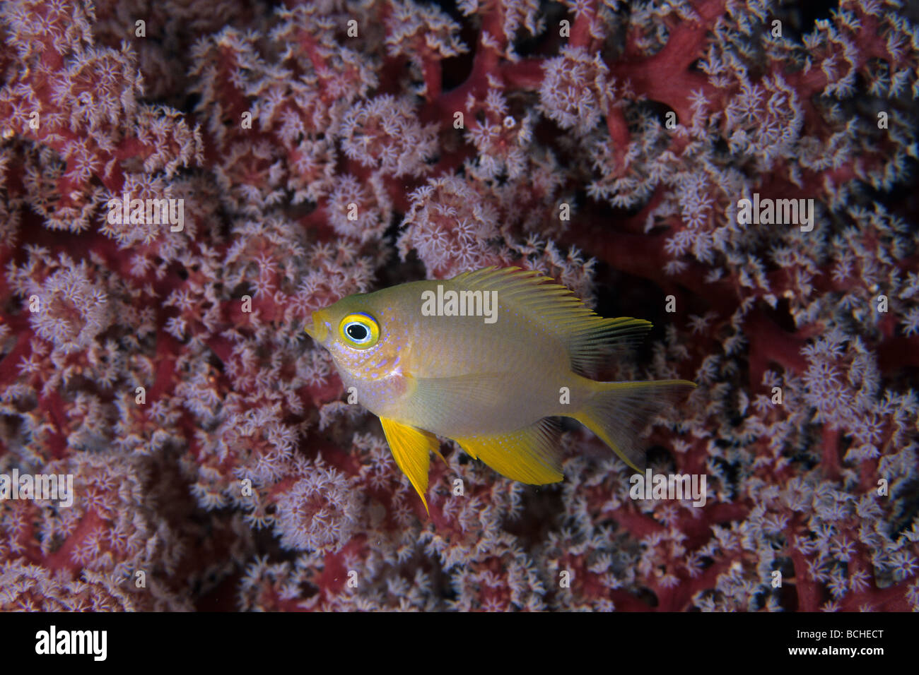Goldene Sergeant Damsel Fisch Amblyglyphidodon Aureus Wakatobi Celebes Indo Pacific Indonesien Stockfoto