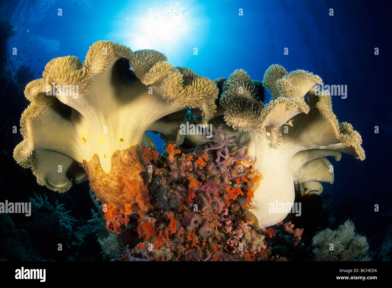 Pilz Leder Korallen Sarcophyon Wakatobi Celebes Indopazifik Indonesien Stockfoto