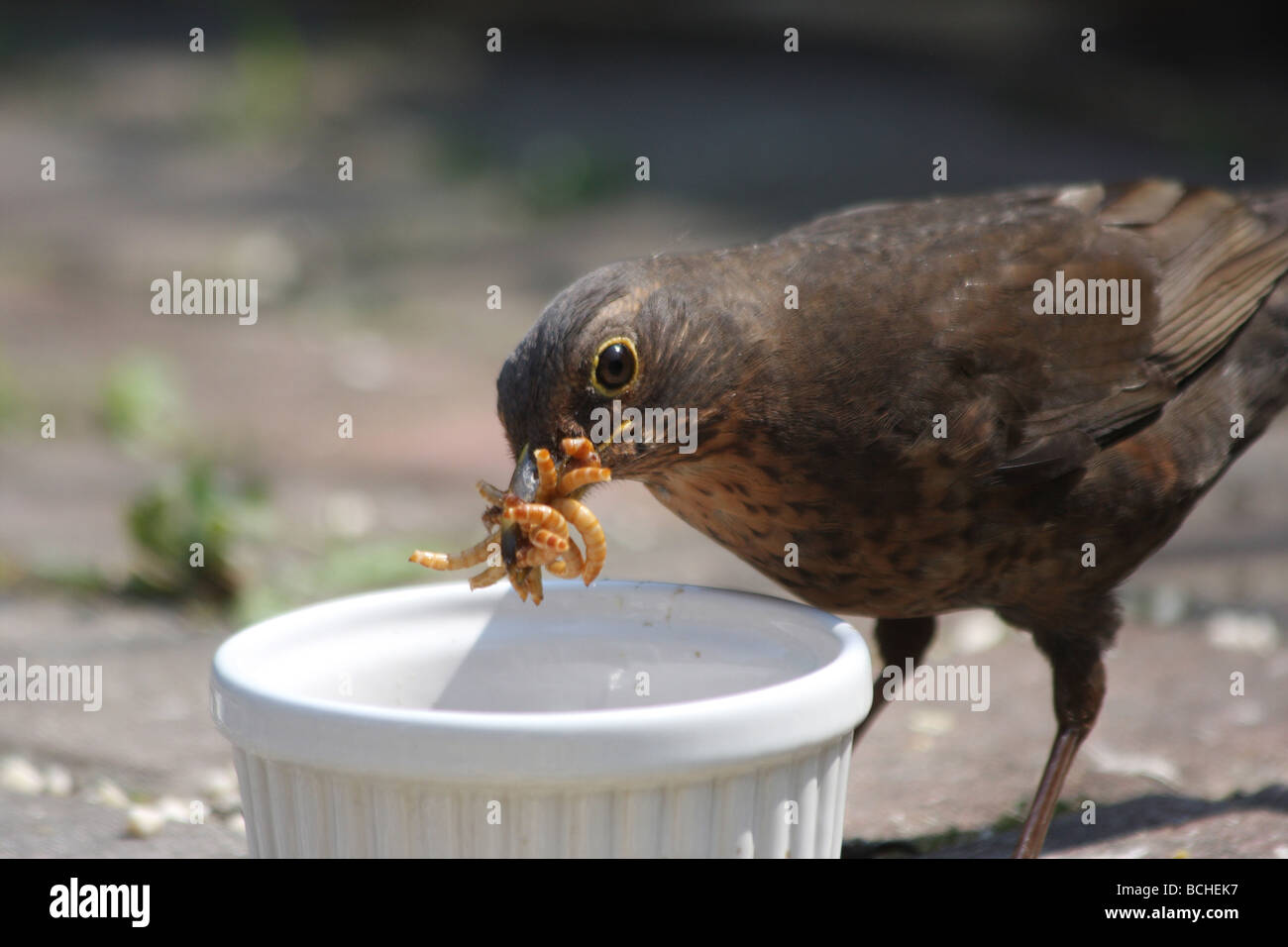 Eine weibliche Amsel mit einem Schnabel voller Mehlwürmer Stockfoto