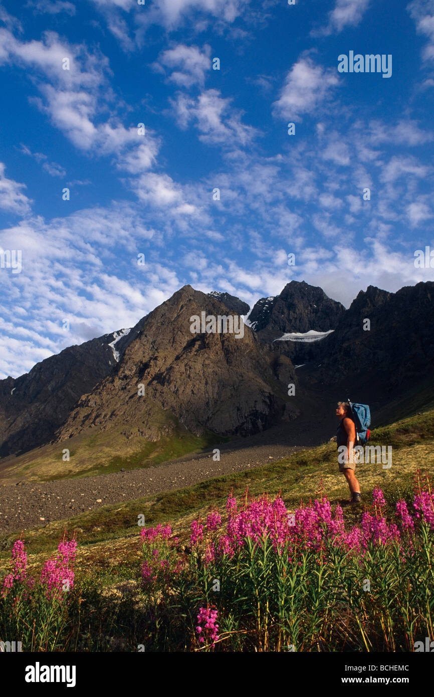 Backpacker Peters Creek Chugach Mountains Yunan Alaska Sommer malerische Weidenröschen Stockfoto