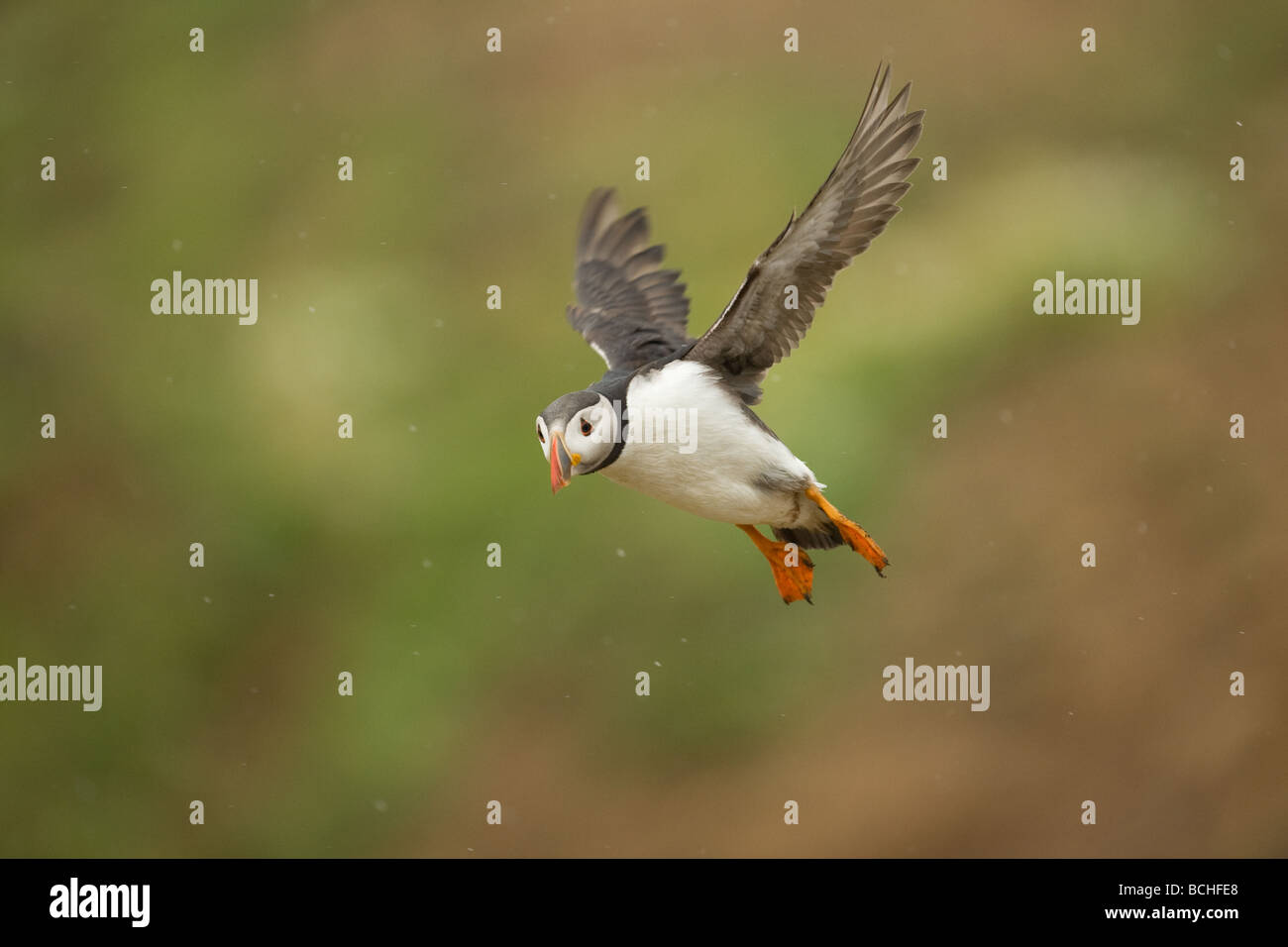 Papageitaucher im Flug auf Skomer Island Stockfoto