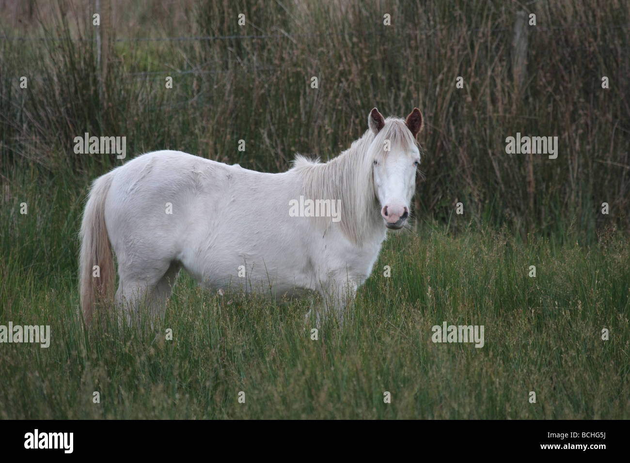 Irish Pony auf hochgelegenen Weiden. Stockfoto