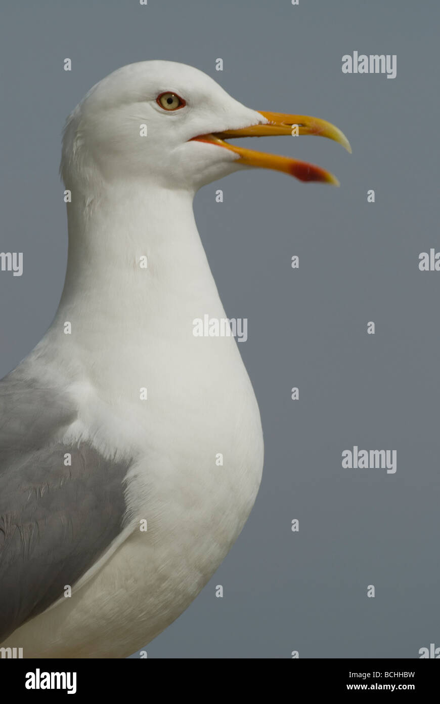 Gelb-legged Möve (Larus Michahellis) Stockfoto