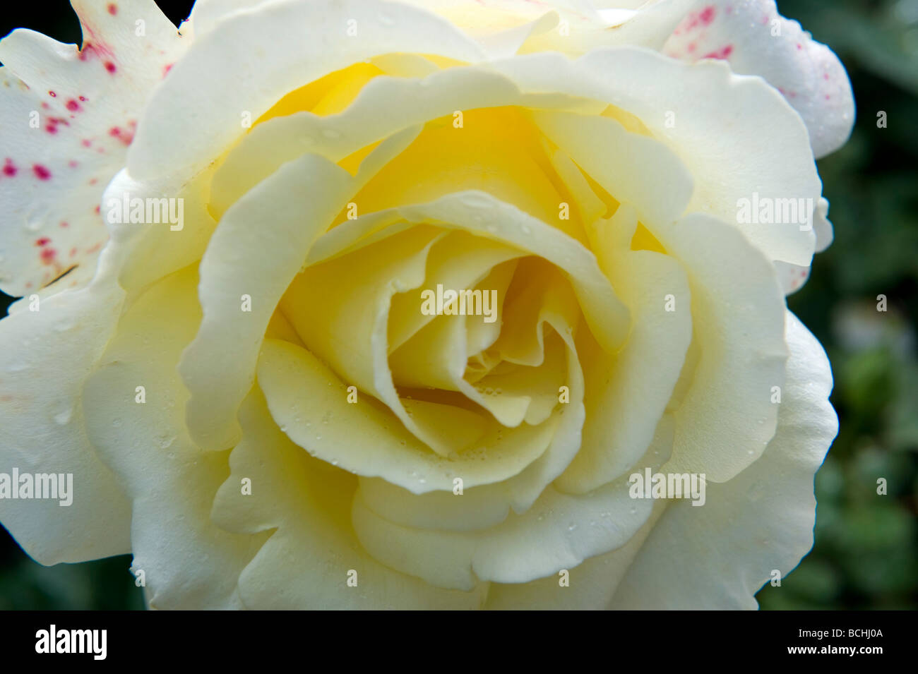 Rosa "Elina Dicjana". Schöne Doppelzimmer Rose in Creme & weiß. Sehr kompakt. Stockfoto